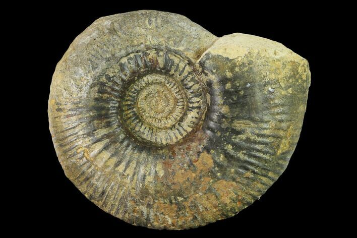 Bathonian Ammonite (Procerites) Fossil - France #153157
